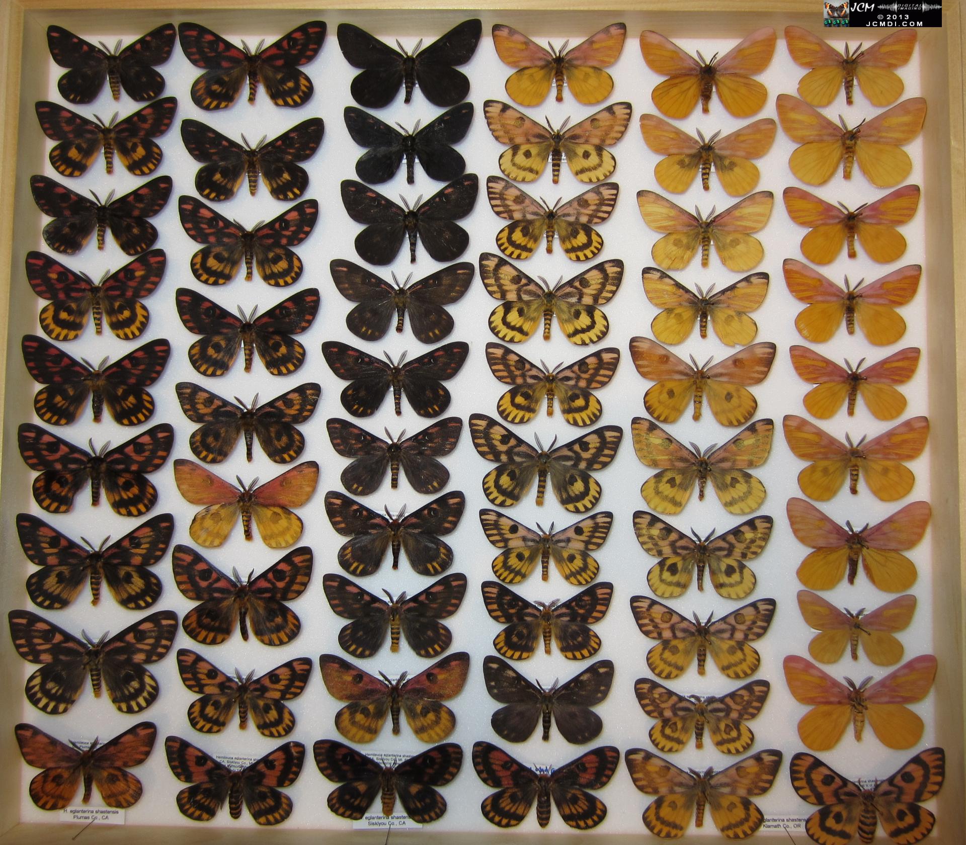 LANHM Bug Fair 2013 Eglanterina drawer HS300